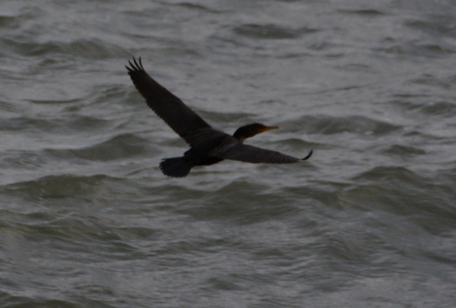 Double-crested Cormorant - ML123360611