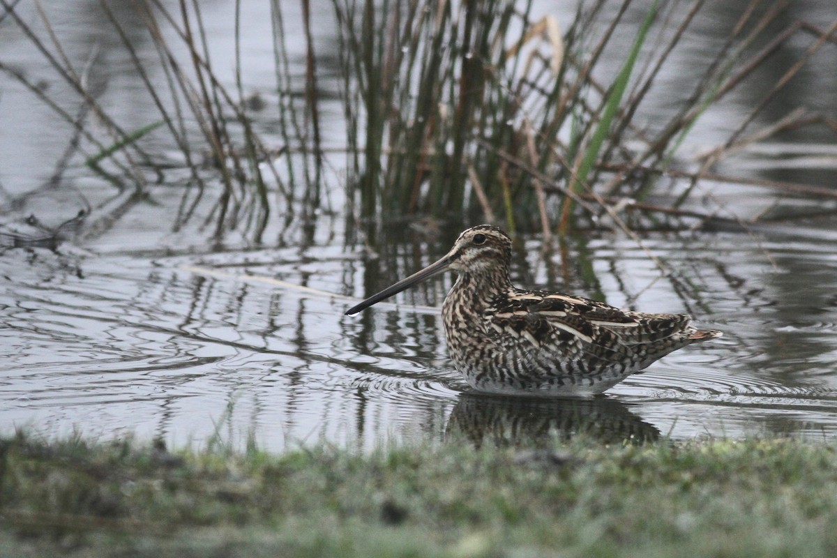 Wilson's Snipe - ML123360631