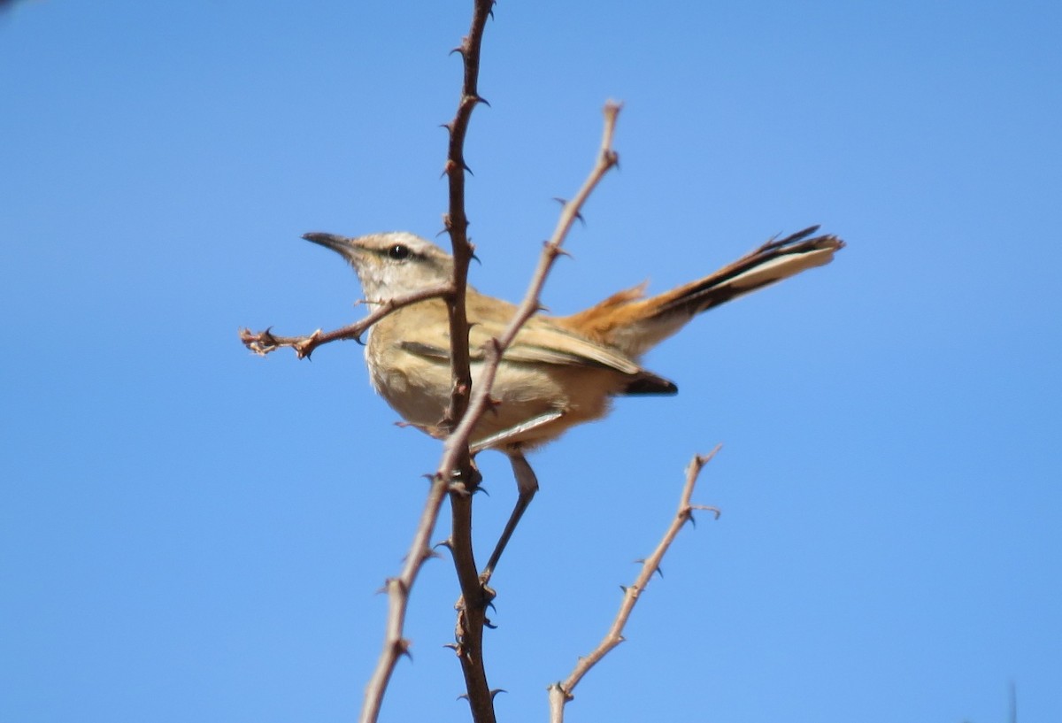 Agrobate du Kalahari - ML123360881