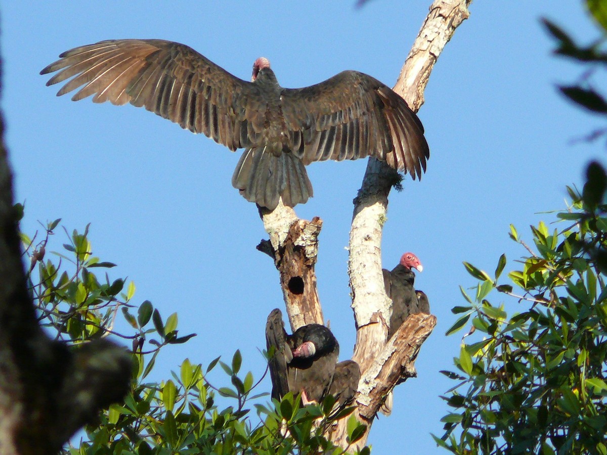 Turkey Vulture - ML123360921