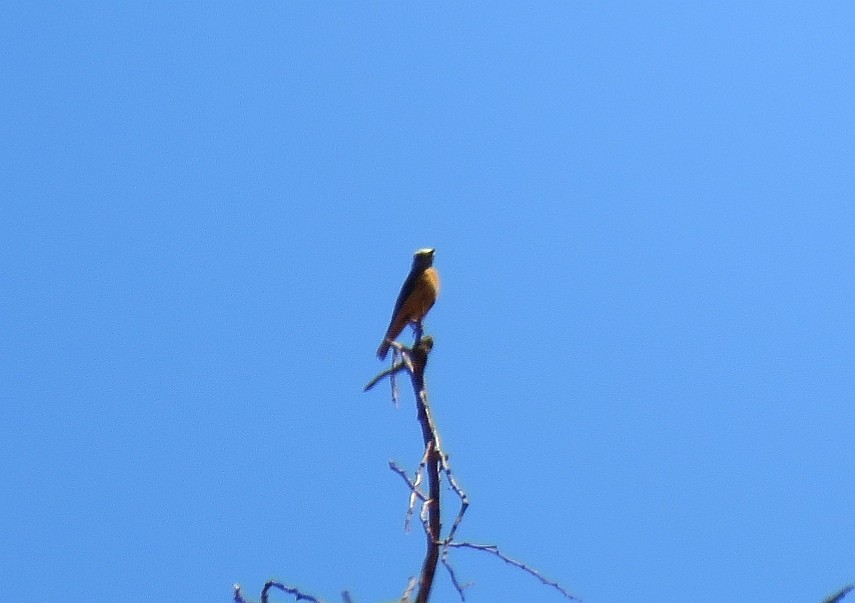 Short-toed Rock-Thrush - ML123360931