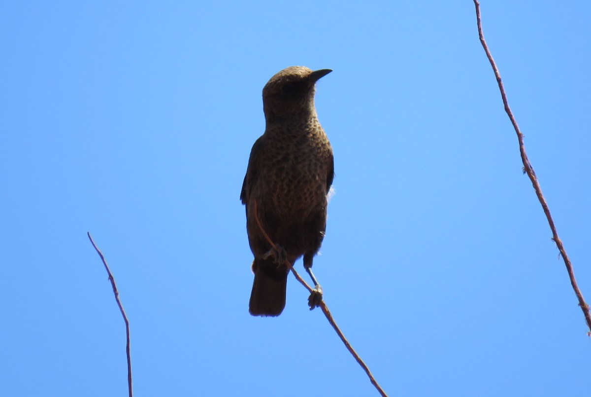 Southern Anteater-Chat - ML123361001