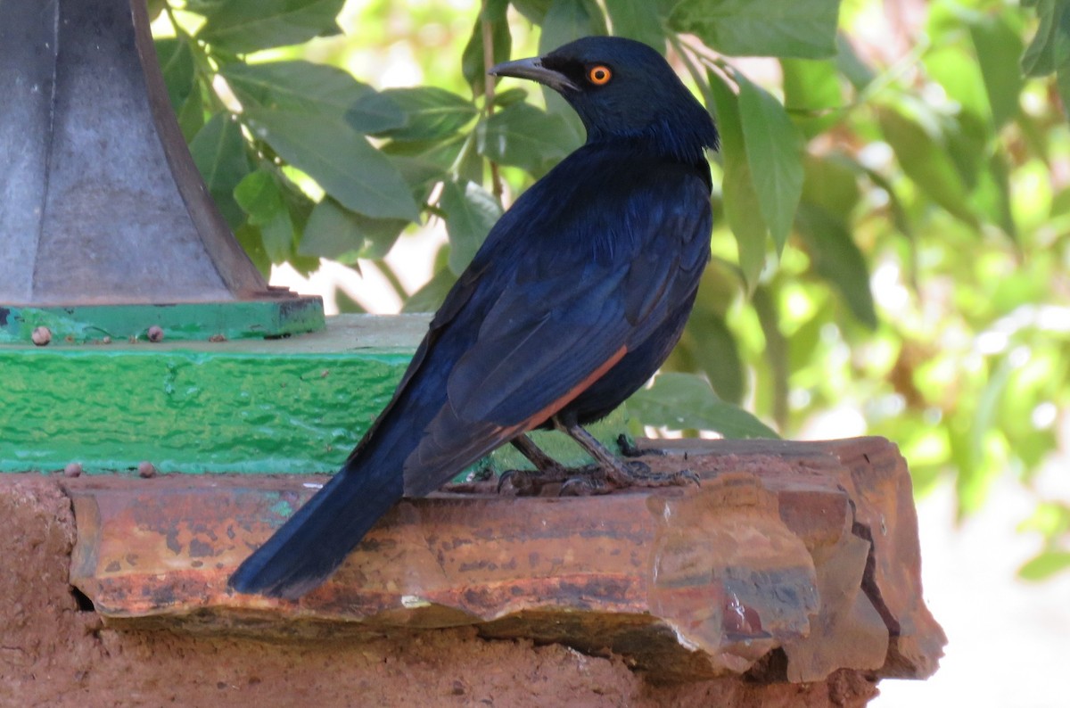 Pale-winged Starling - ML123361151
