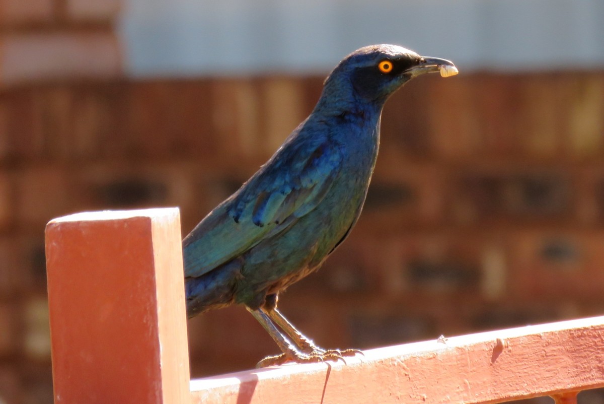 Cape Starling - ML123361211