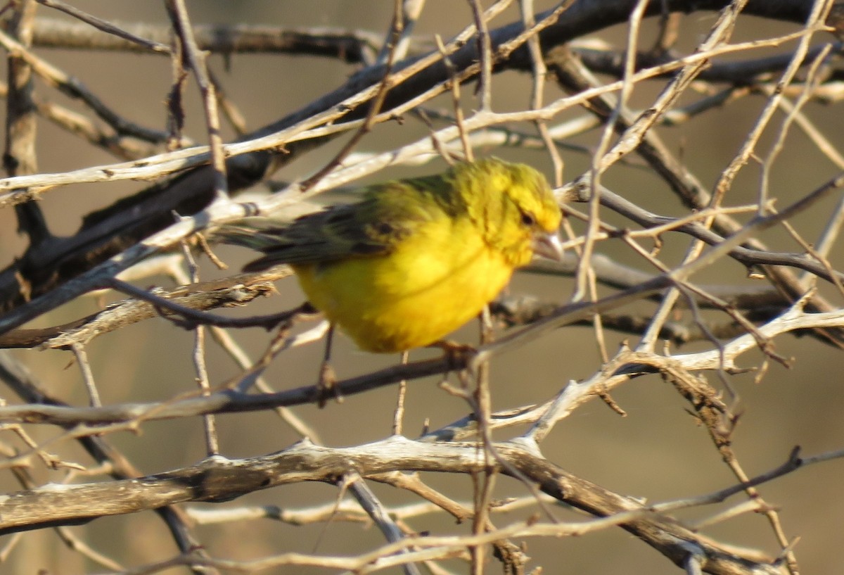 Yellow Canary - ML123361341