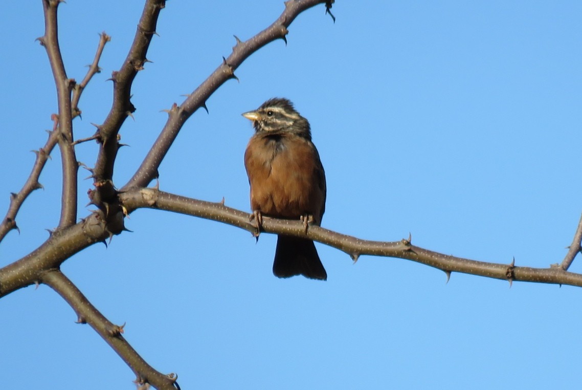 Cinnamon-breasted Bunting - ML123361461