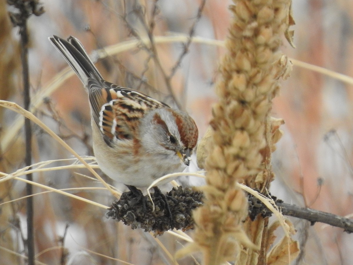 American Tree Sparrow - ML123361531
