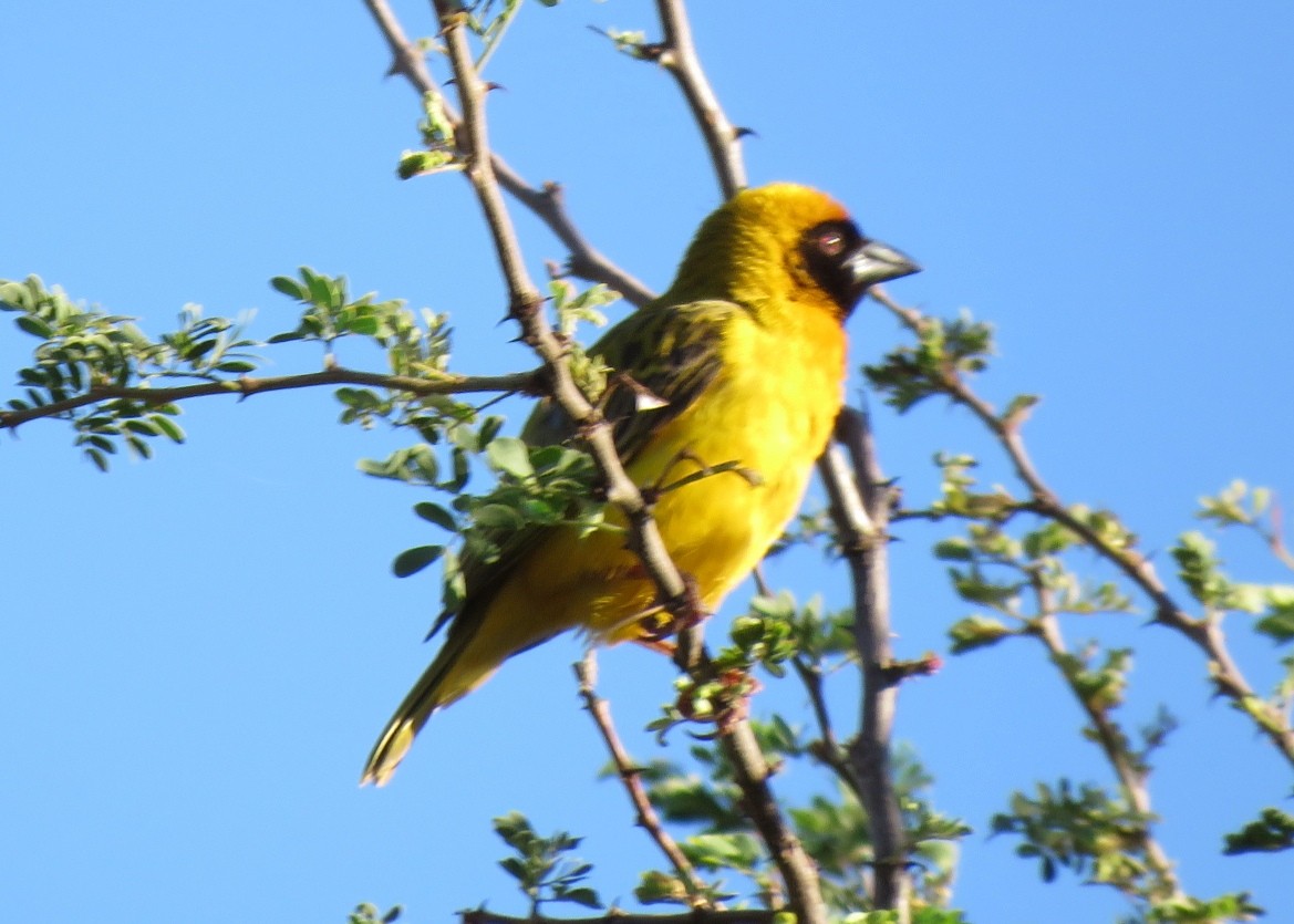 Southern Masked-Weaver - ML123361571