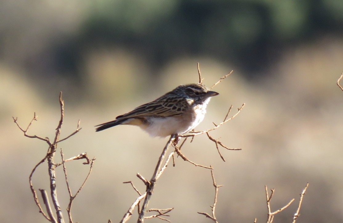 Sabota Lark - Brad Arthur