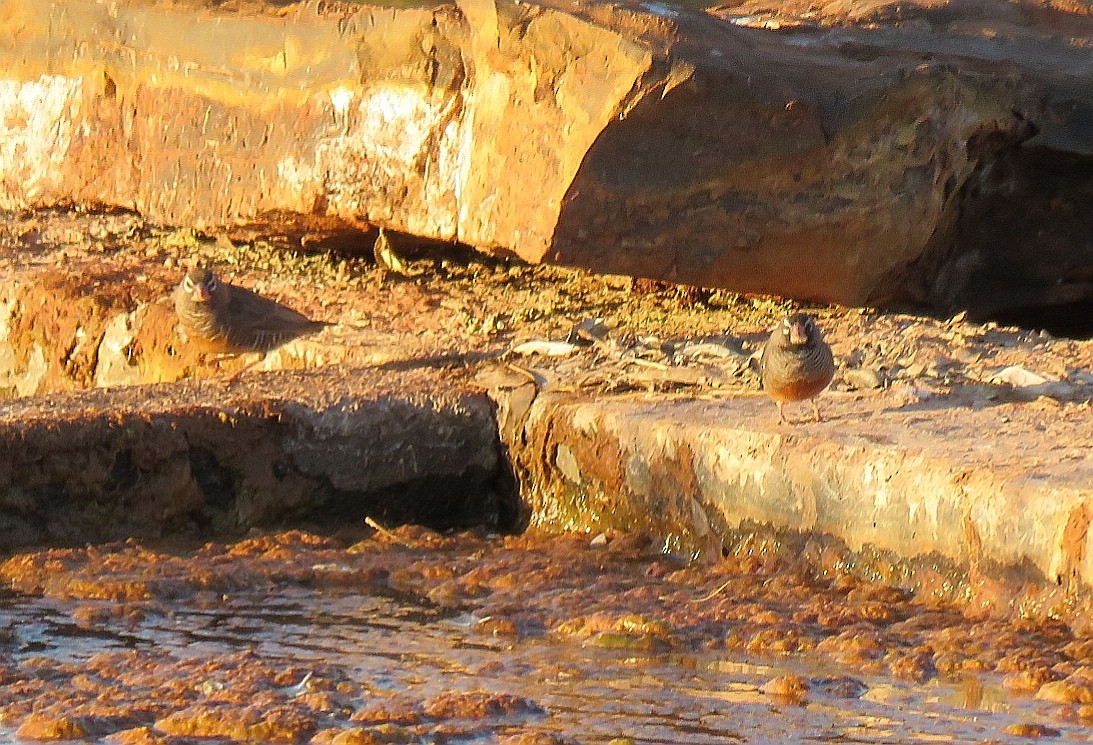 Estrilda Codorniz (grupo fuscocrissa) - ML123362201