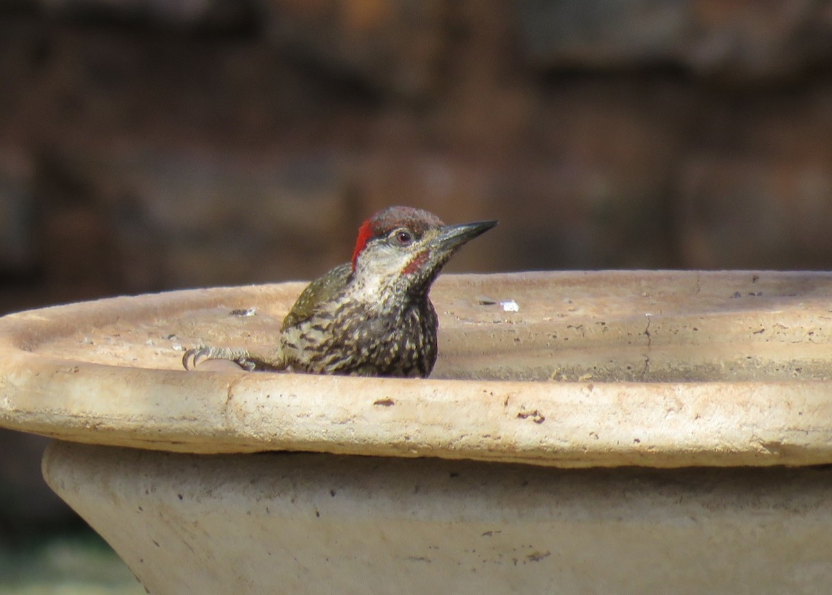 Golden-tailed Woodpecker (Golden-tailed) - ML123362241