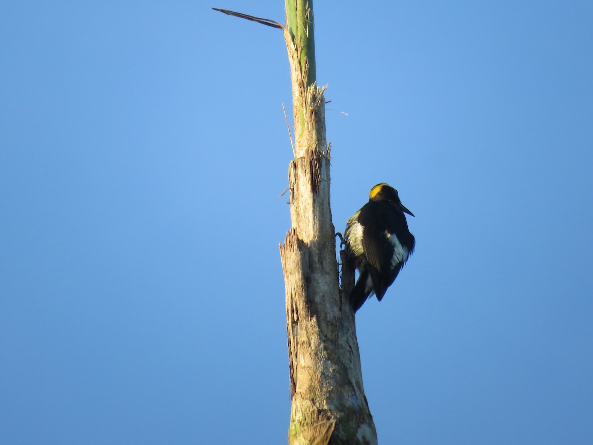 Yellow-tufted Woodpecker - ML123362411