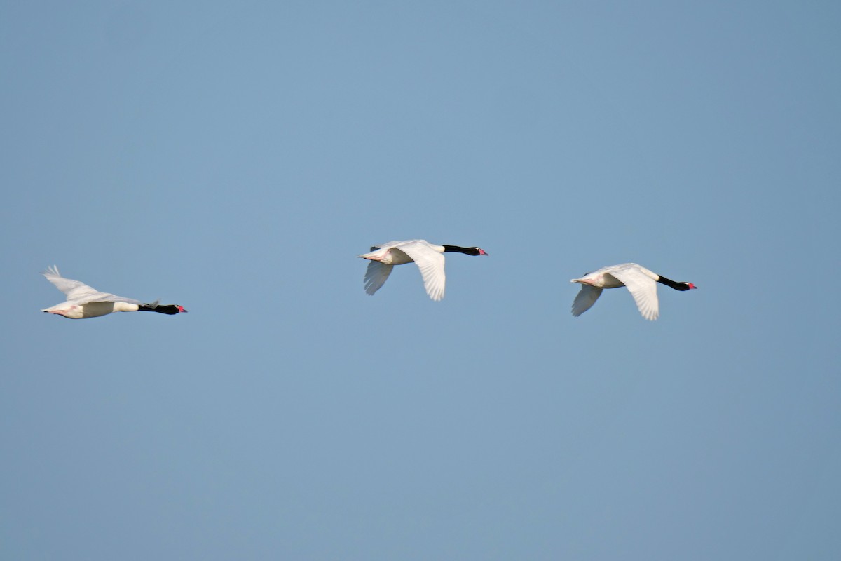 Black-necked Swan - ML123362751