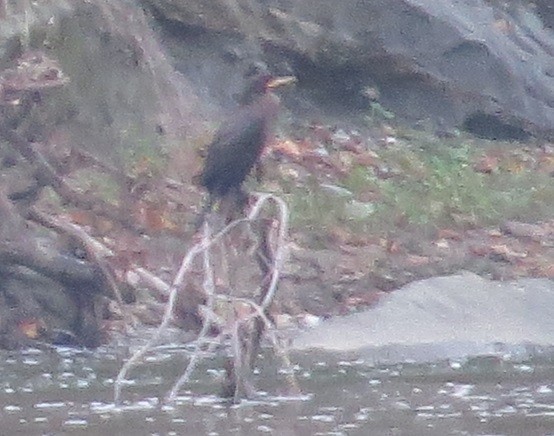 Double-crested Cormorant - ML123364131