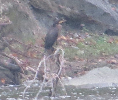 Double-crested Cormorant - ML123364141