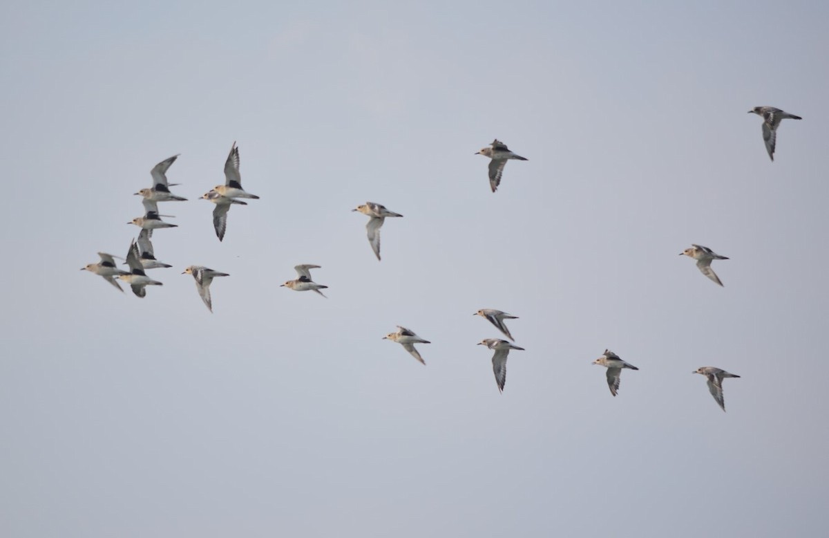 Black-bellied Plover - Parikshit  Bhat