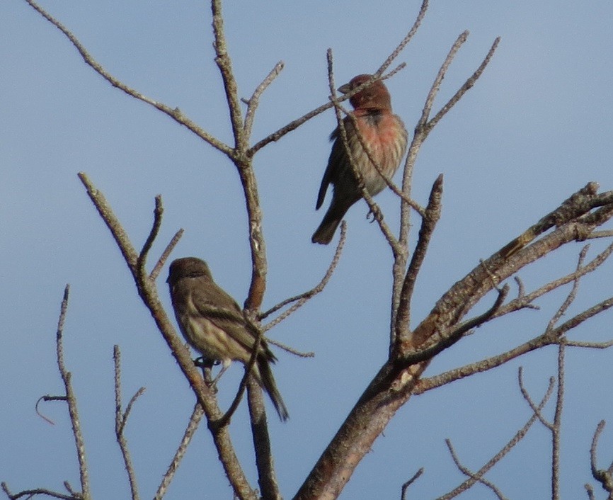 House Finch - ML123366011