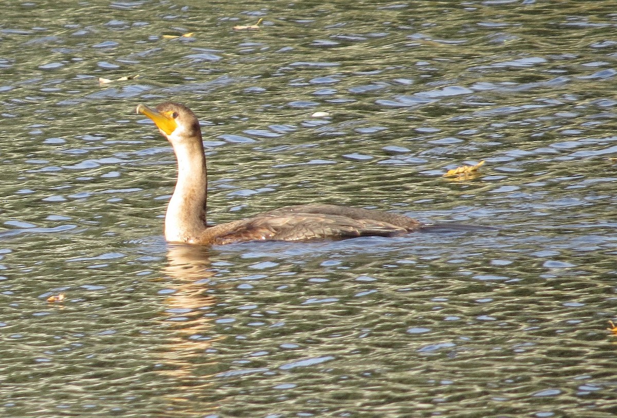 Double-crested Cormorant - "Chia" Cory Chiappone ⚡️