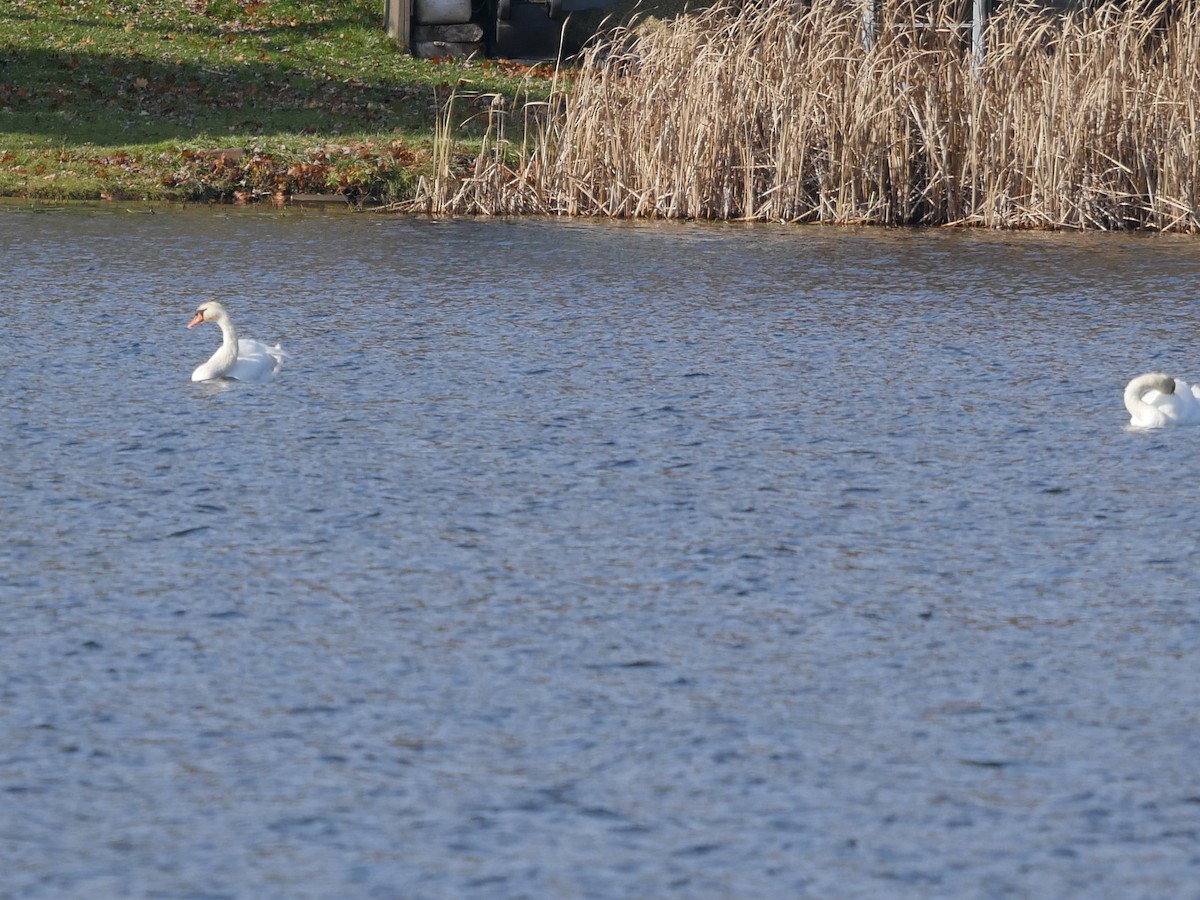 Cygne tuberculé - ML123366611