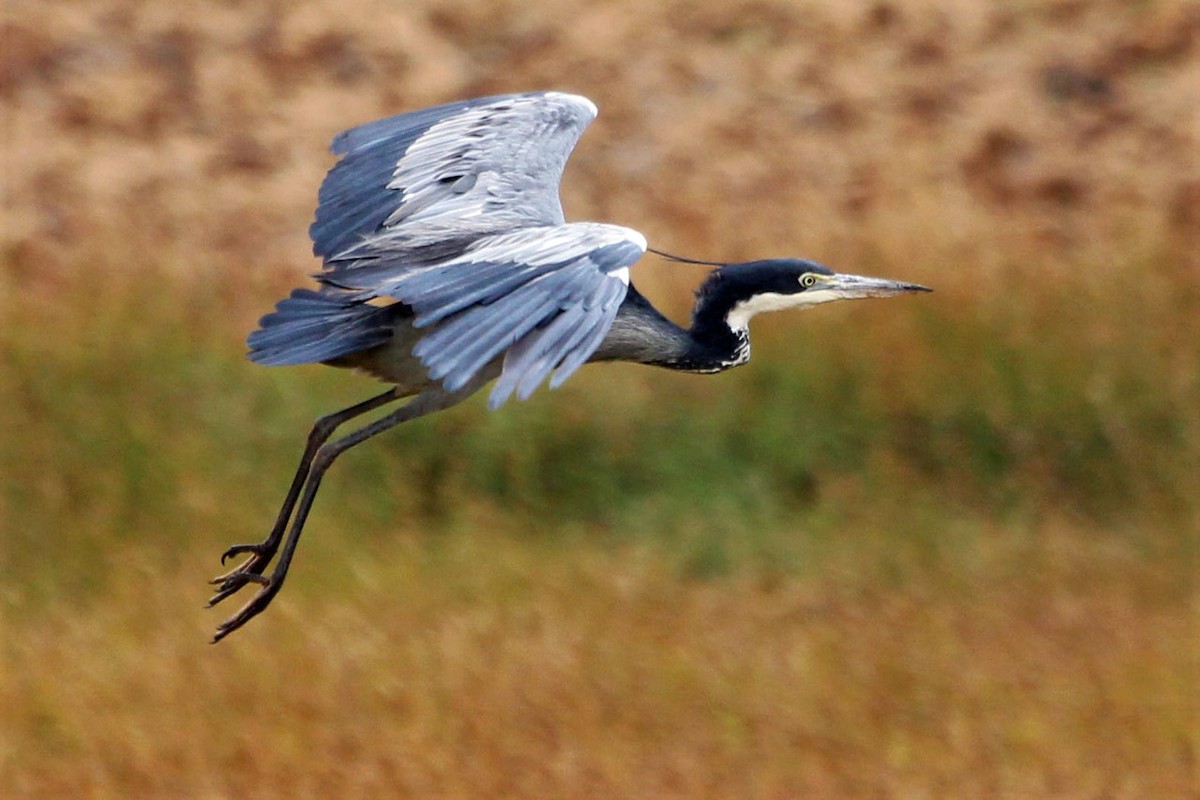 Black-headed Heron - ML123367871