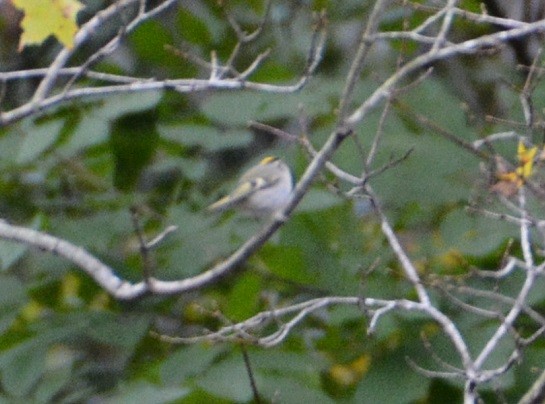 Golden-crowned Kinglet - ML123367901