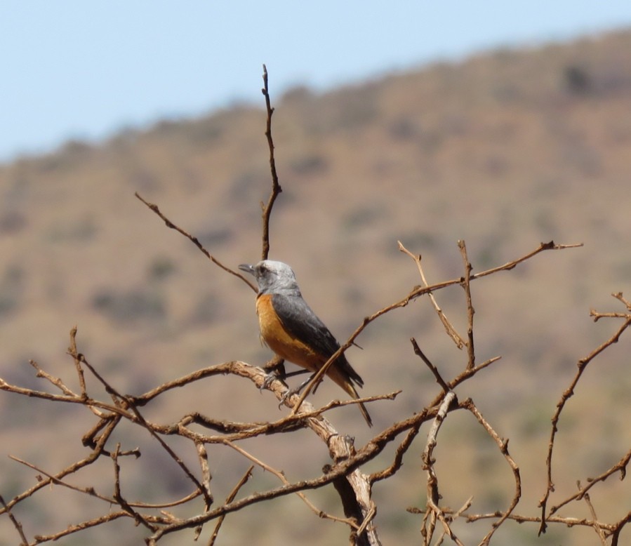 Short-toed Rock-Thrush - ML123368001