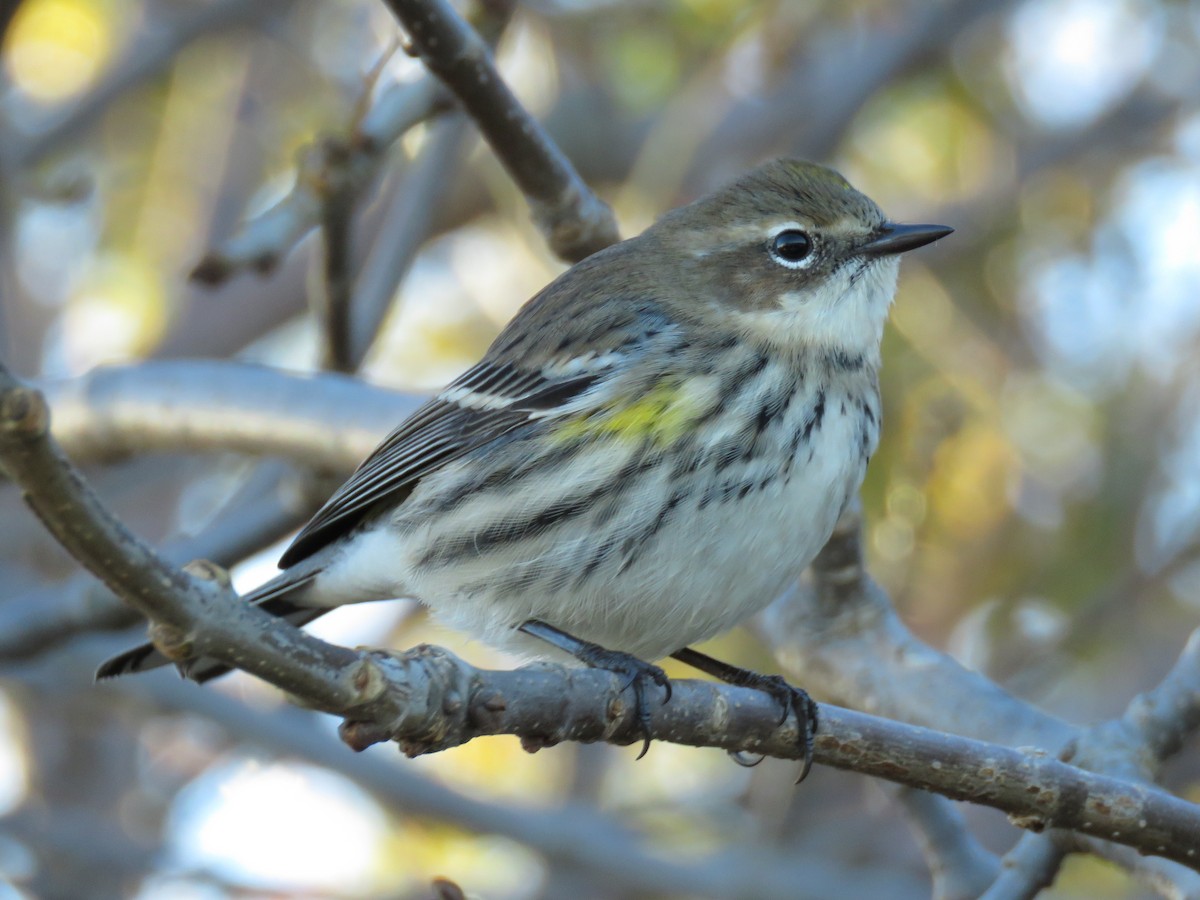 Yellow-rumped Warbler - ML123371391