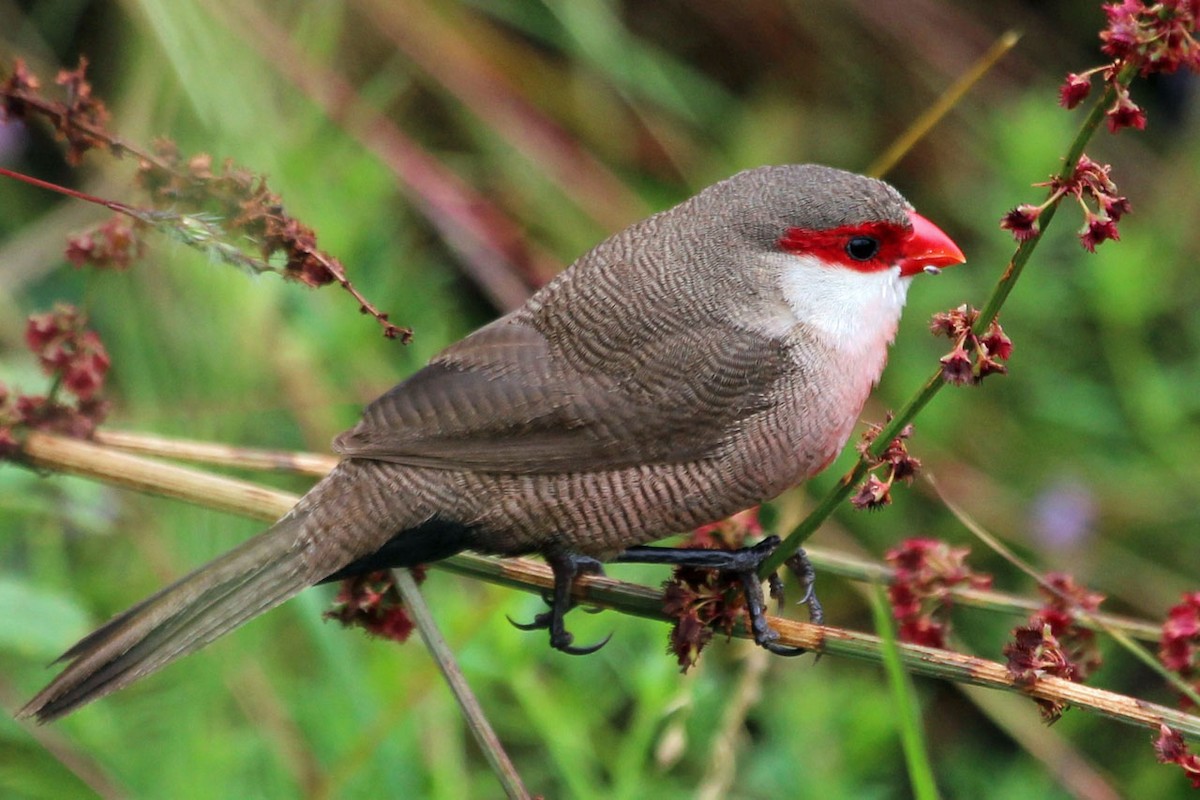 Common Waxbill - Justin Goldberg