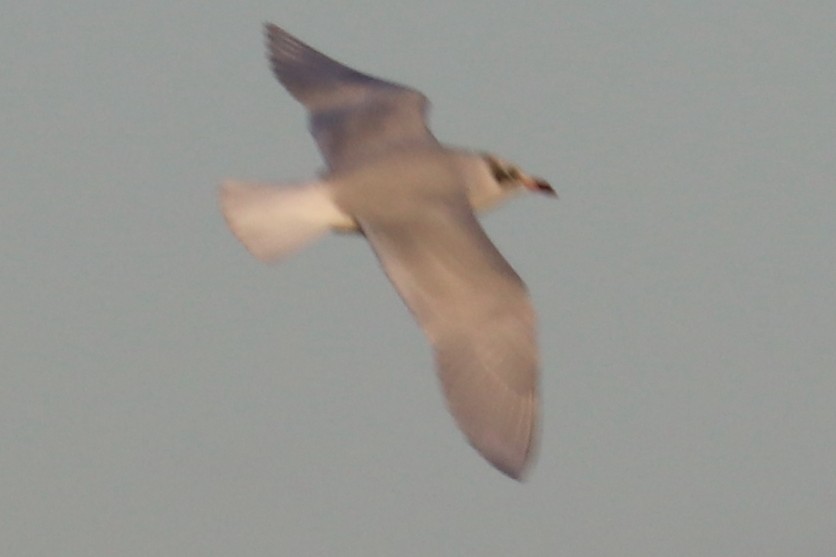 Mediterranean Gull - ML123373081