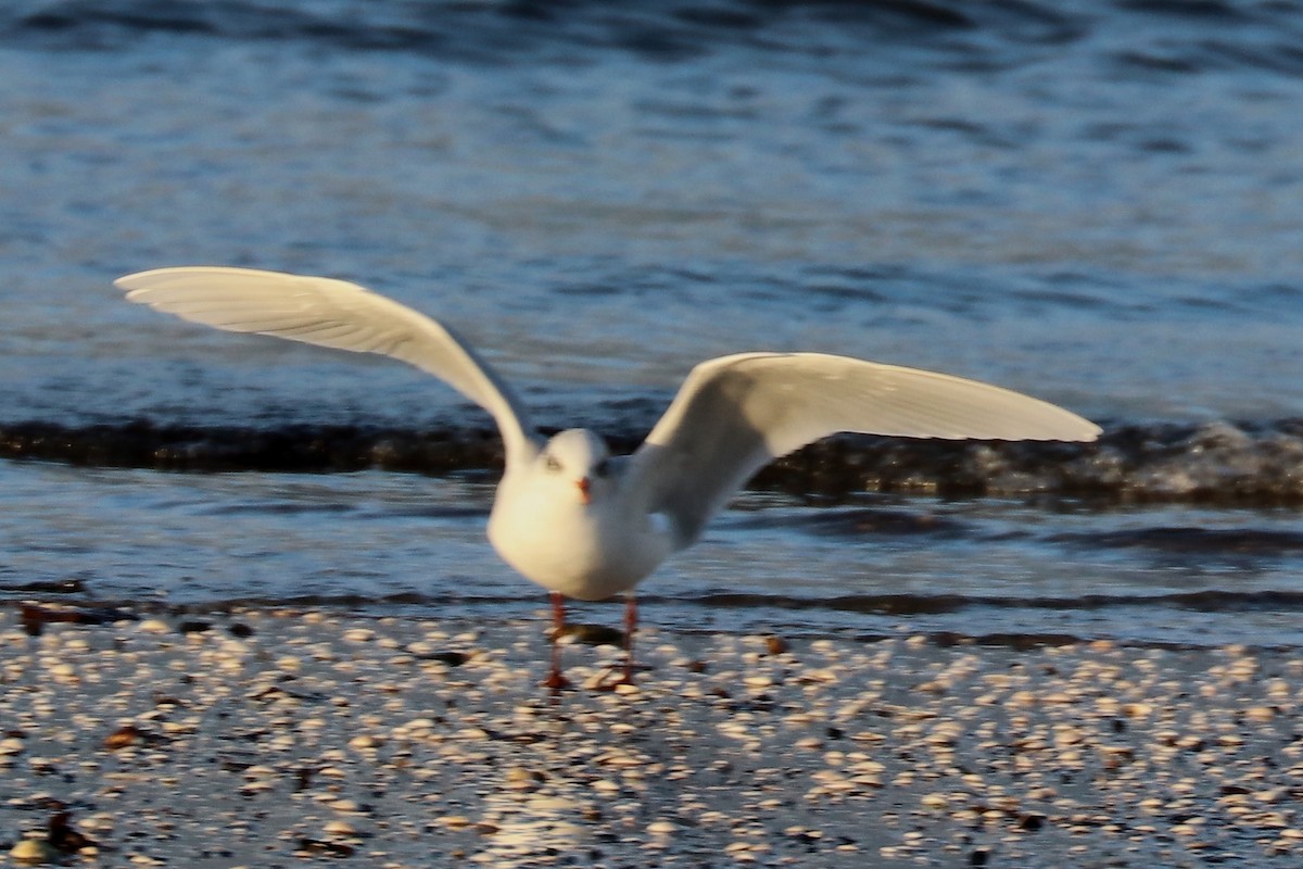 Gaviota Cabecinegra - ML123373141