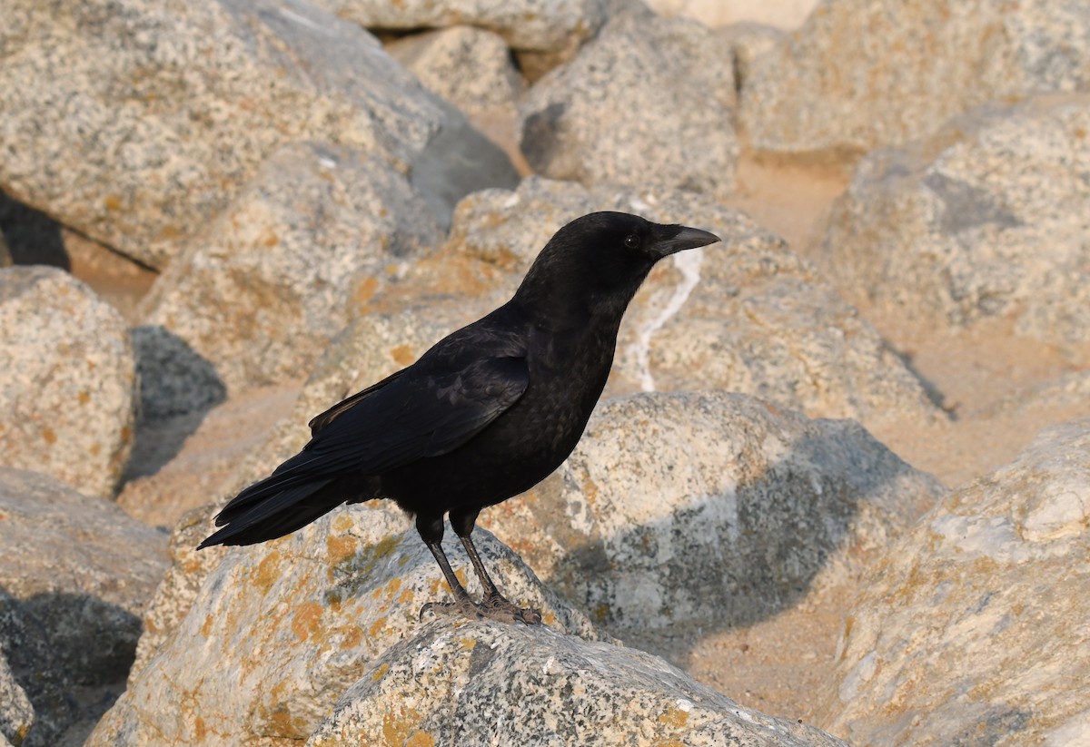 American Crow - ML123374491