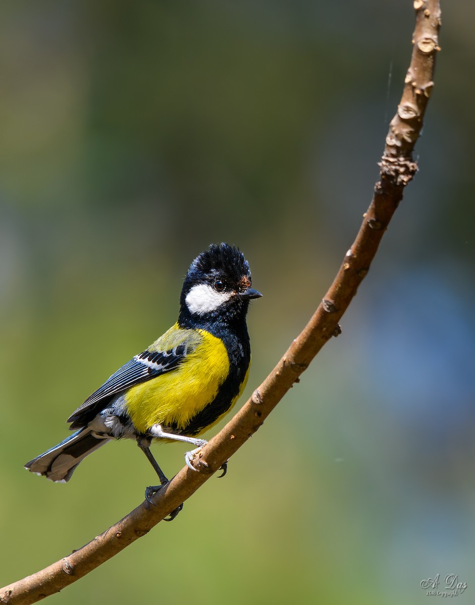 Green-backed Tit - Abhishek Das