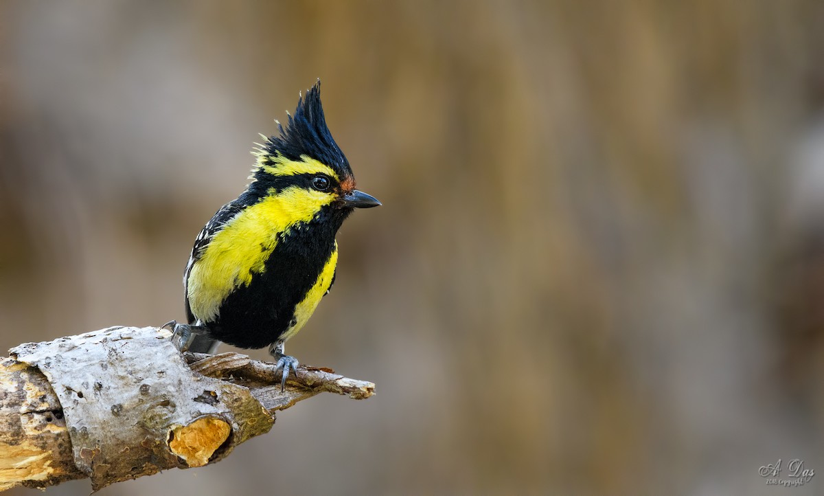 Himalayan Black-lored Tit - Abhishek Das