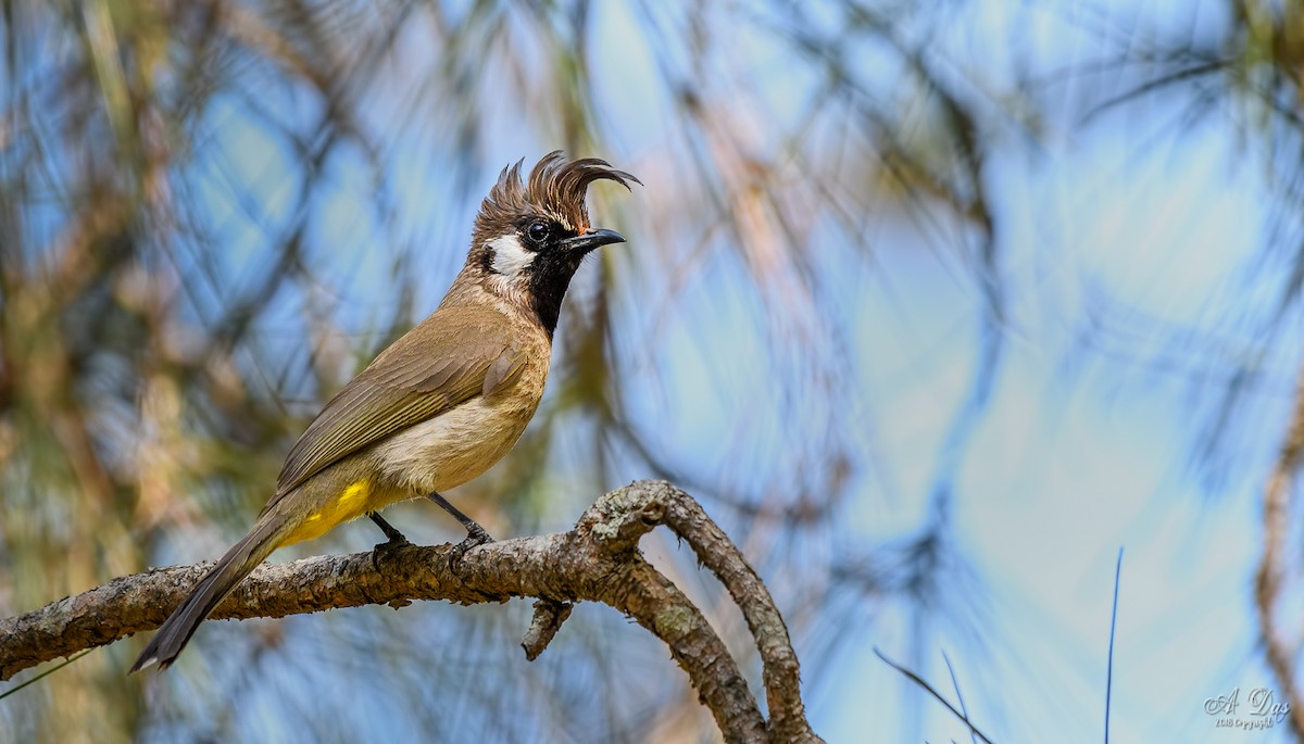 Bulbul à joues blanches - ML123374941