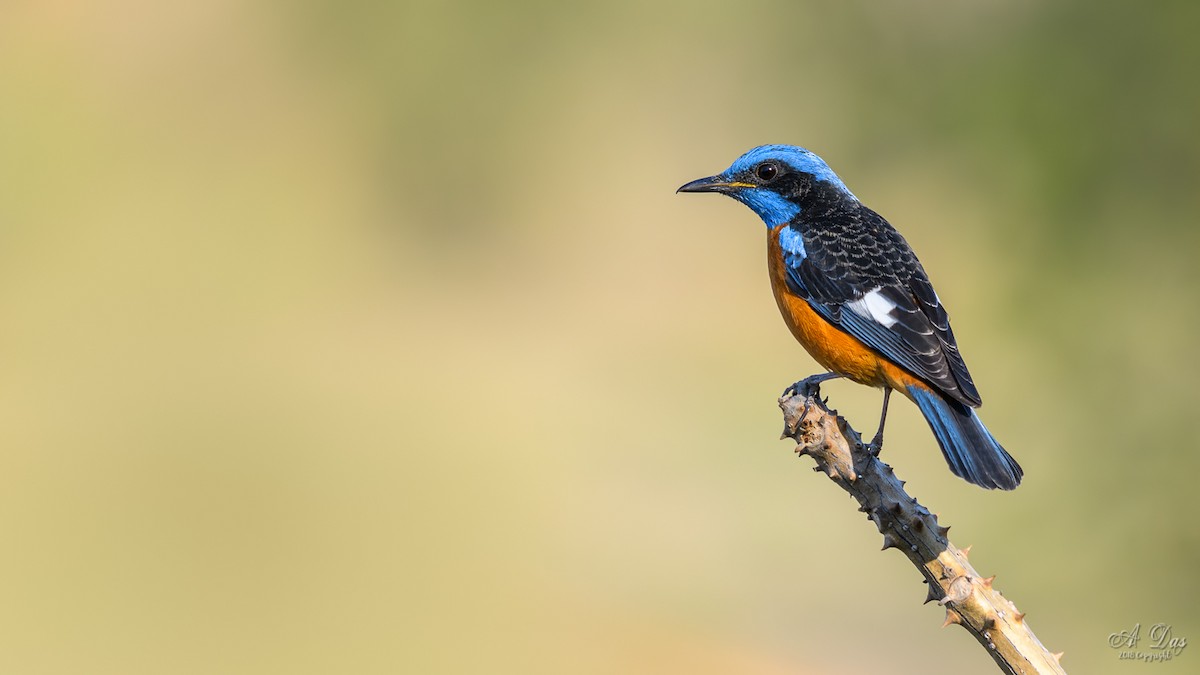 Blue-capped Rock-Thrush - Abhishek Das