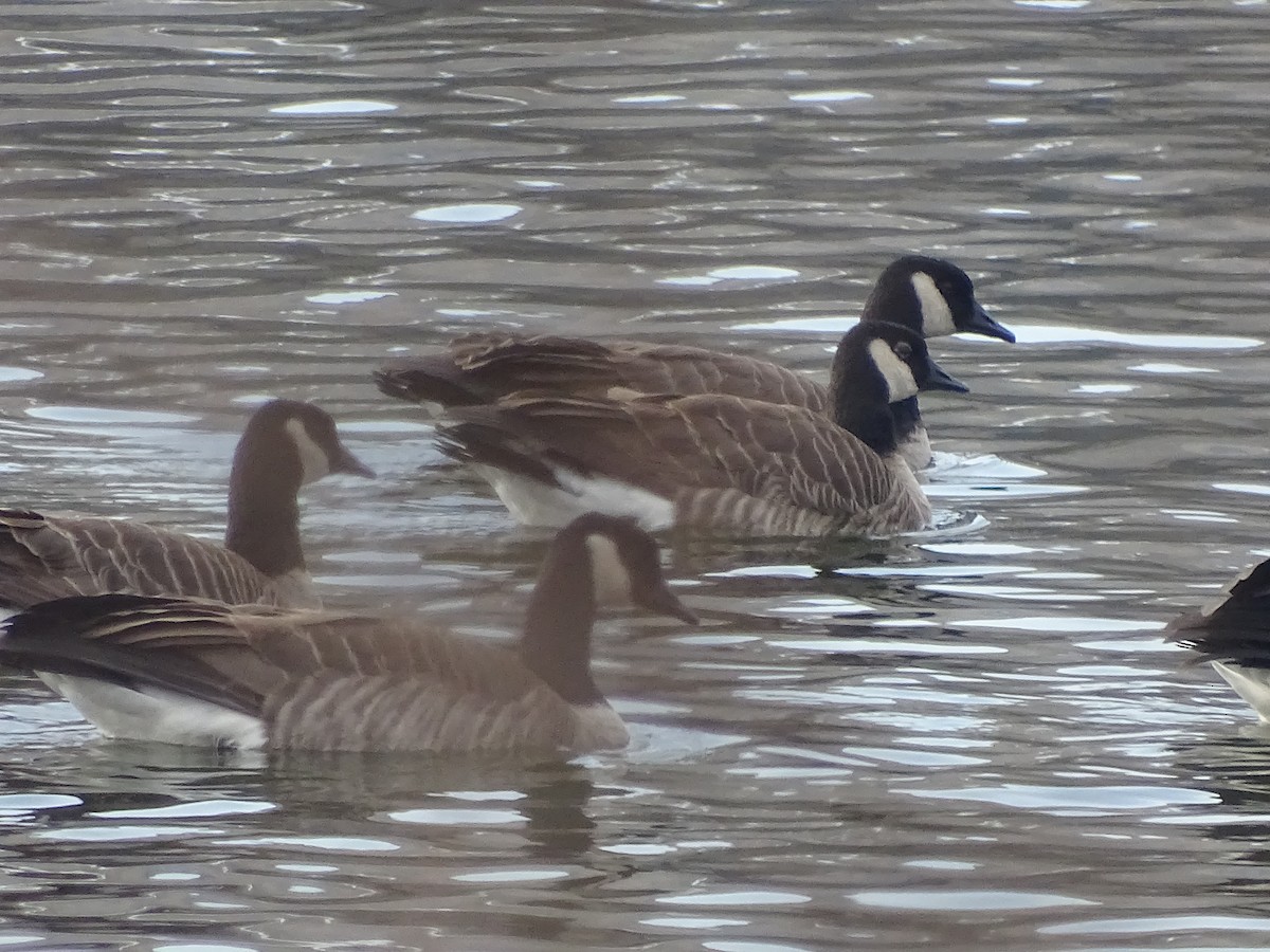 Canada Goose - ML123376401