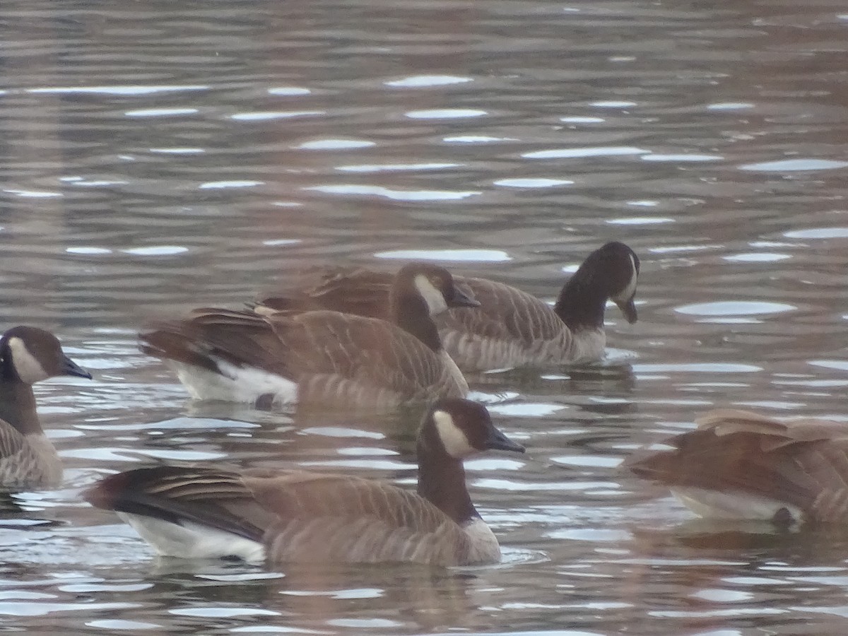 Canada Goose - ML123376441