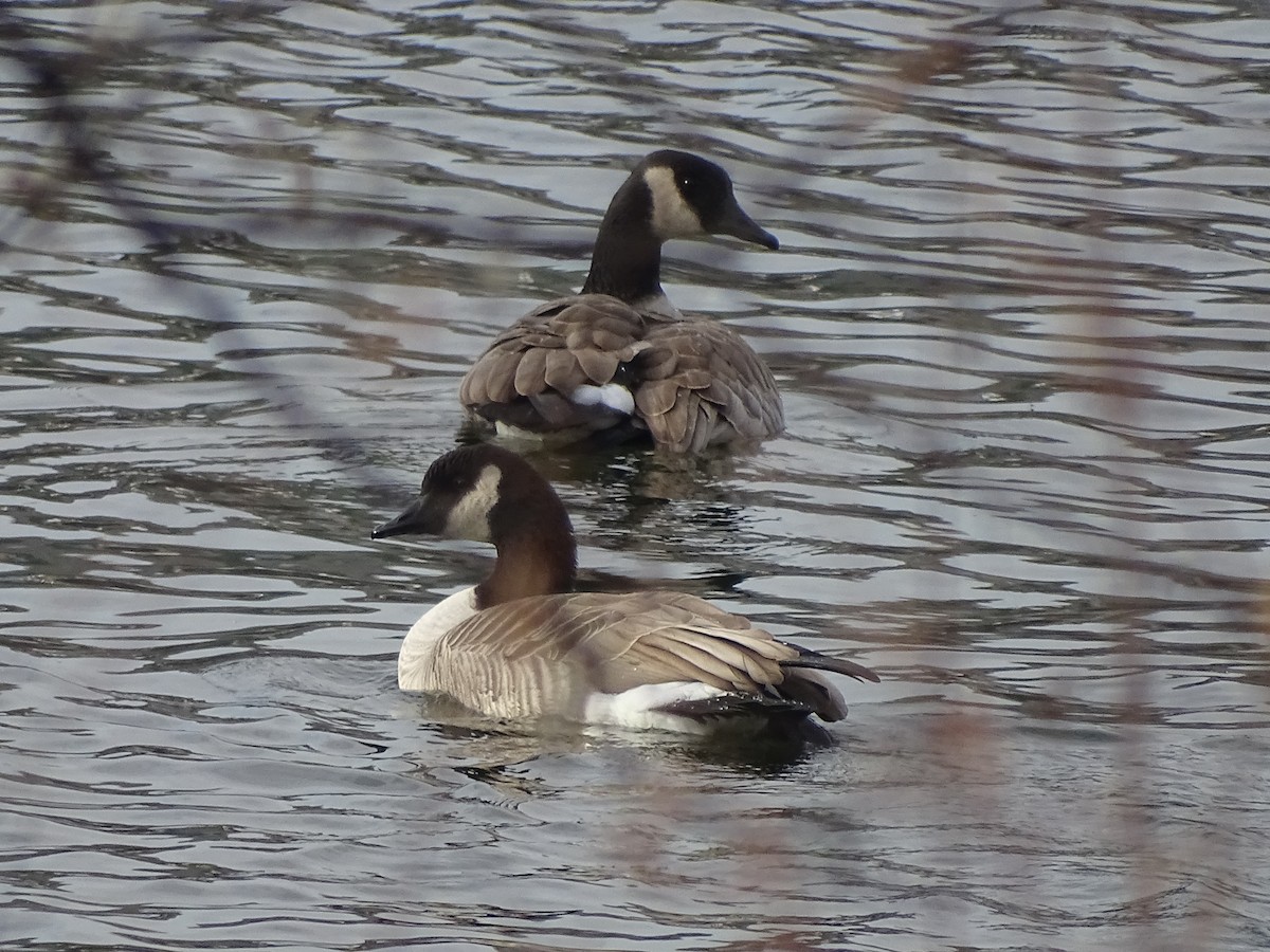 Canada Goose - ML123376461