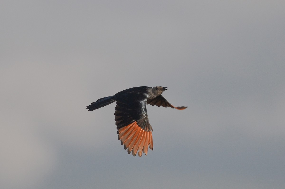 Red-winged Starling - ML123378641