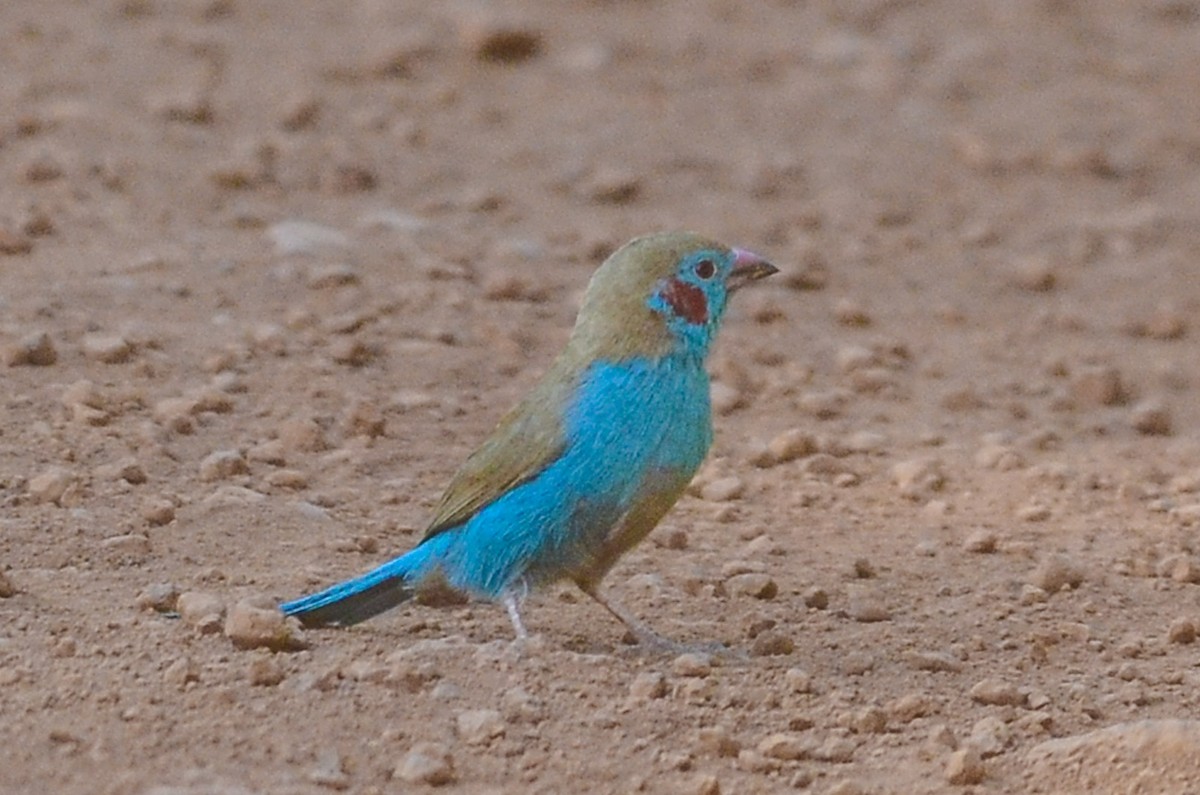 Red-cheeked Cordonbleu - ML123378731