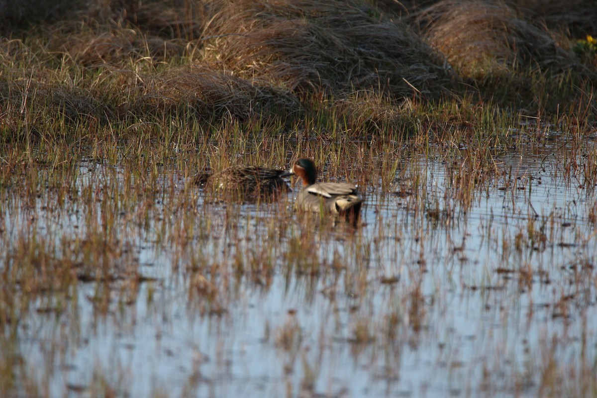 Green-winged Teal - ML123378861
