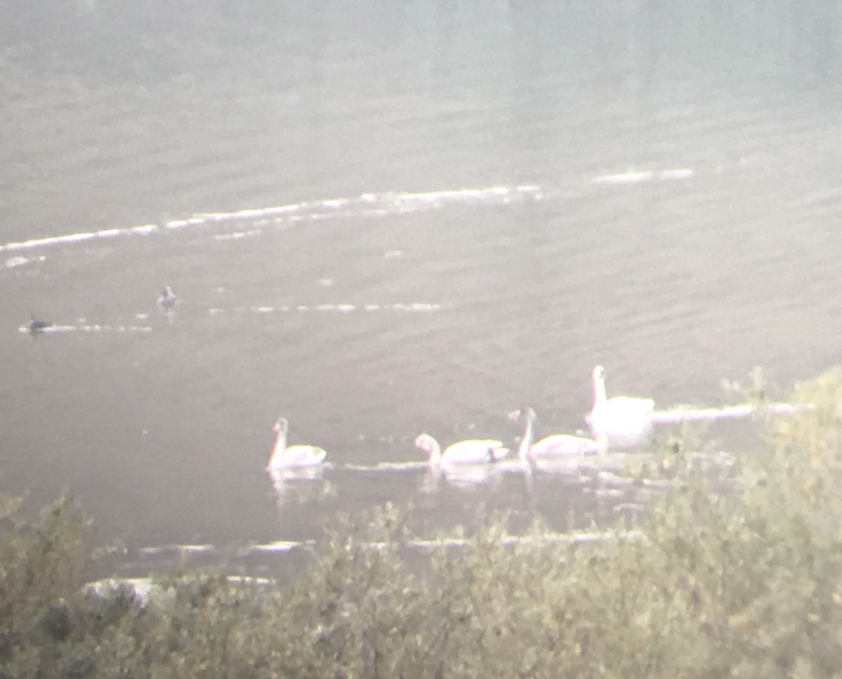 Tundra Swan - ML123379311