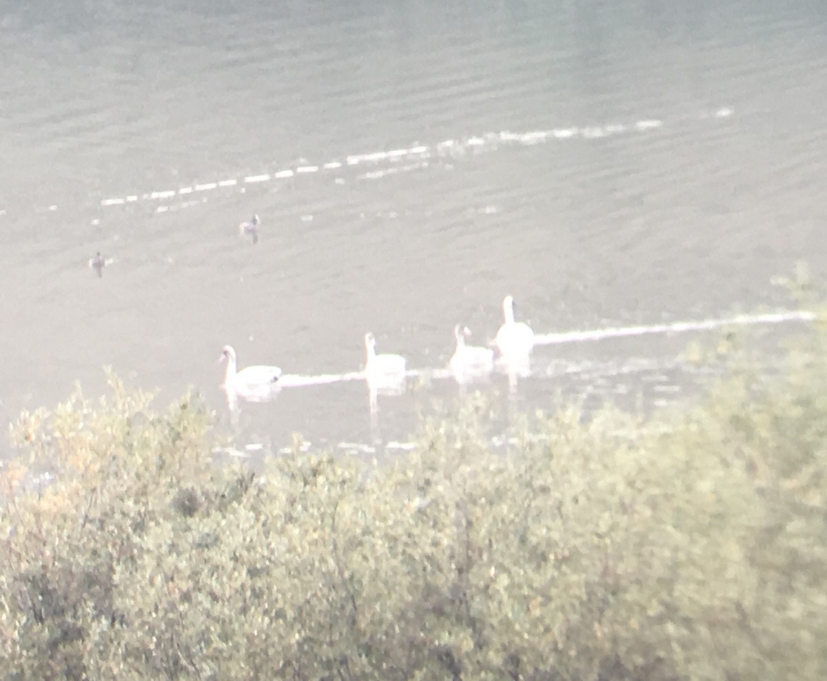 Tundra Swan - ML123379341