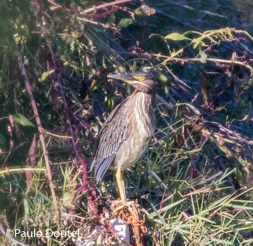 Green Heron - ML123379611