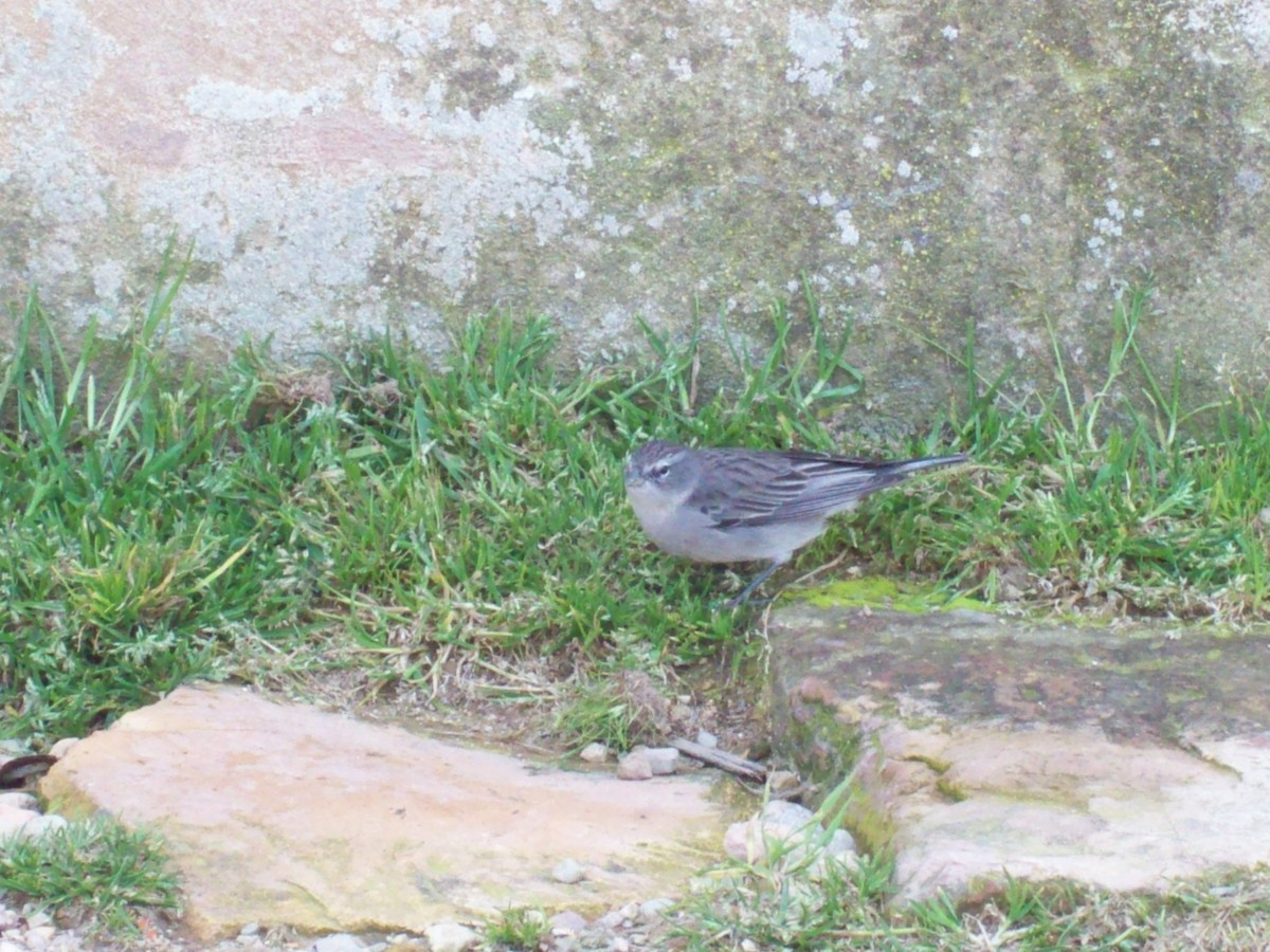 Ash-breasted Sierra Finch - Leonardo Santoro - COA Carpinterito Barrado Ramallo