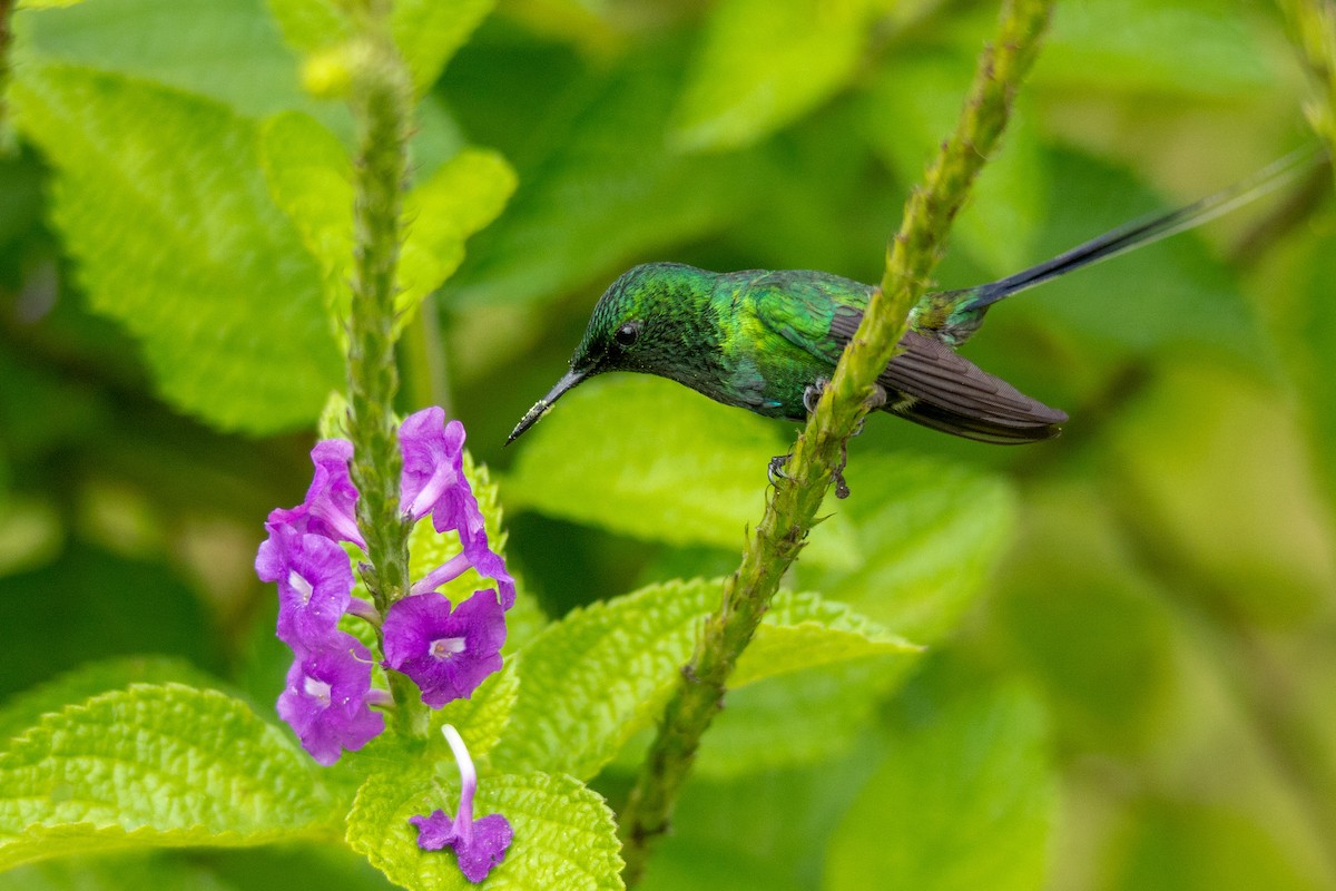 kolibřík trnoocasý - ML123384501