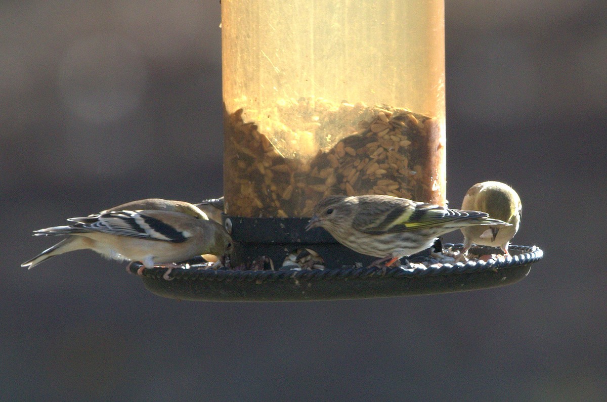 Pine Siskin - Angela Hardy