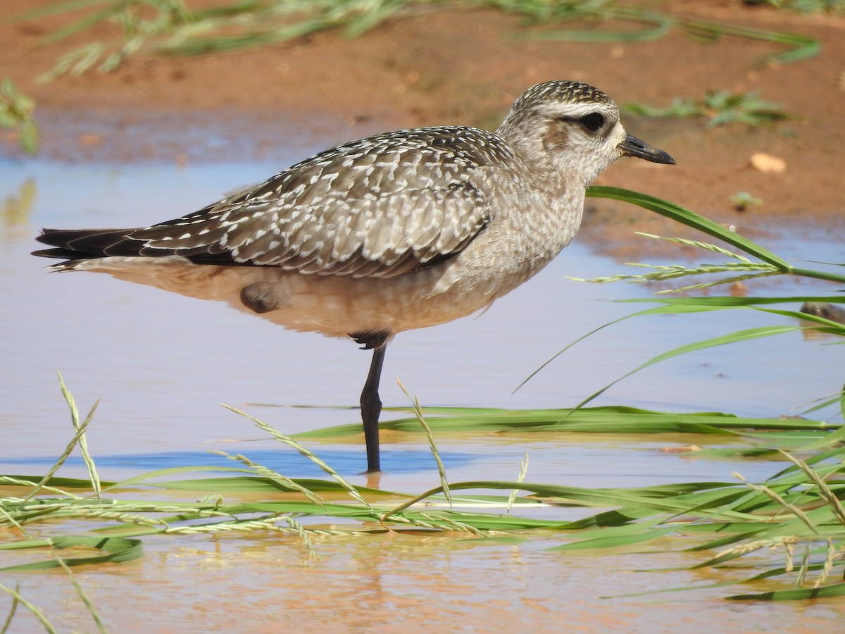 American Golden-Plover - Glenda Tromp