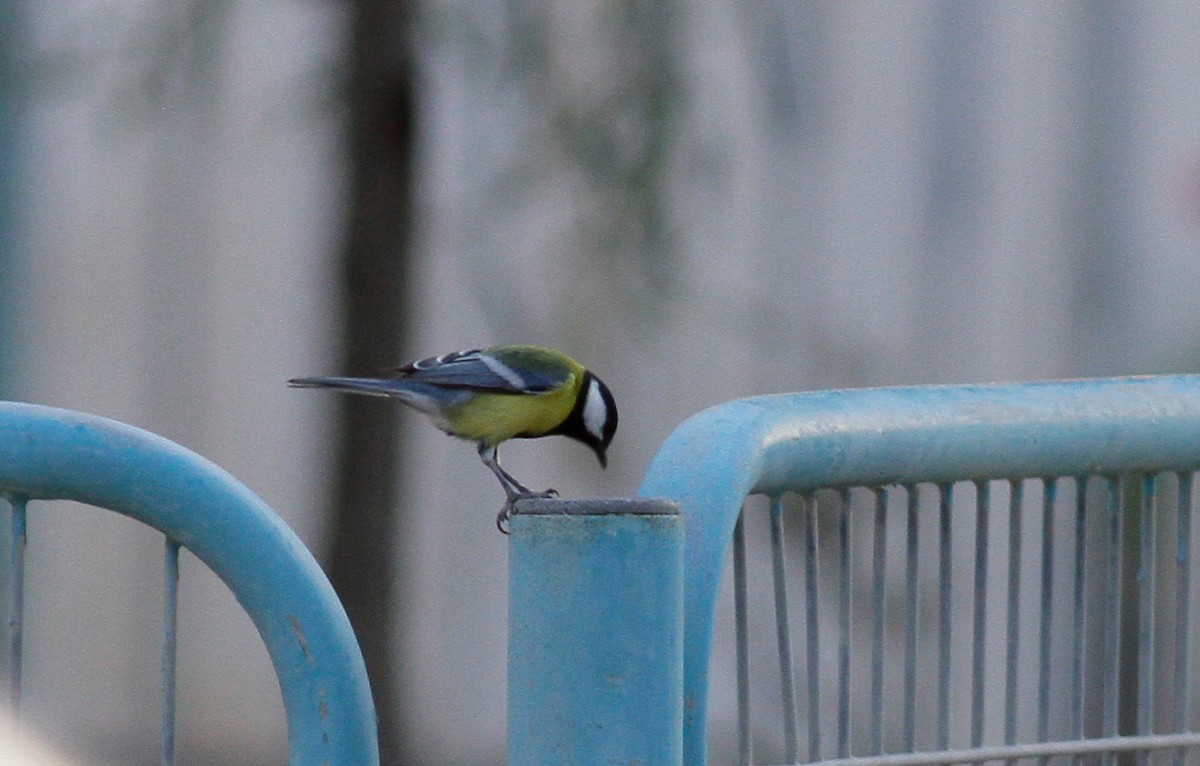 Great Tit (Great) - ML123385311