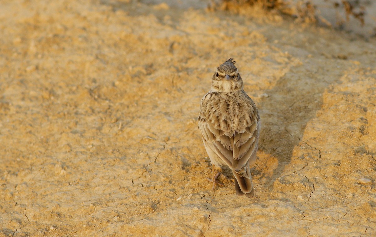 Crested Lark - ML123385371